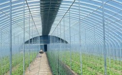 大棚养殖技术有哪些关键要点？