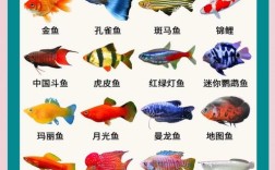 单养适合哪些鱼品种？