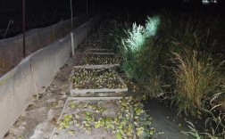 2025黑斑蛙饲料价格会涨还是跌？