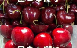樱桃什么品种最贵？