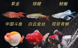 哪些淡水鱼最适合养殖？