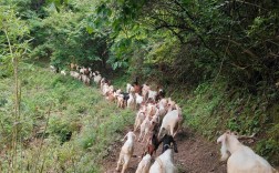 放养山羊技术视频有哪些要点？