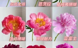 新品种芍药光照温度如何调控？