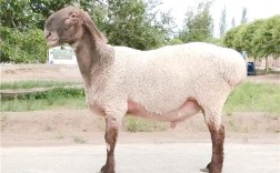 新疆养羊品种有哪些？