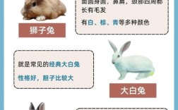 獭兔肉兔哪个好？品种选对是关键！