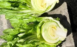 有包的芥菜是哪个品种？