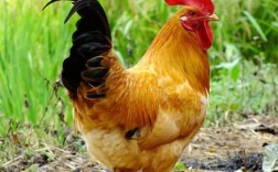 黄羽肉鸡养殖技术视频