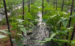 大棚豆角如何实现高产栽培？