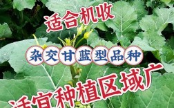 夏季油菜种植用啥品种