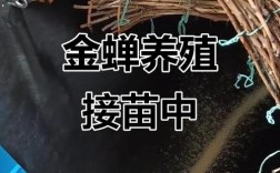 山东金蝉养殖技术哪里能学？