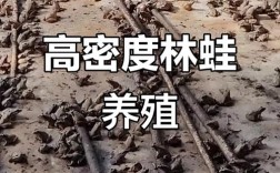 中国林蛙养殖技术视频怎么学？