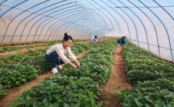 特色红薯种植技术视频，如何掌握核心技巧？