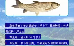 如何系统学习水产养殖技术？