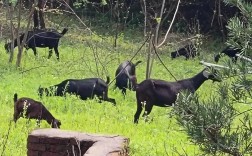 广西养黑山羊，哪个品种效益高？