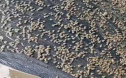 全国饲料螺蛳批发价多少钱一斤？