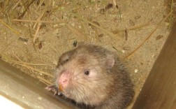 竹鼠品种主要有哪些？