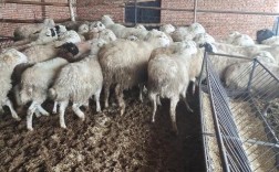 鲁西串寒羊新品种培育成功了吗？