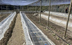 大棚青蛙养殖技术视频怎么学？