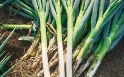 大葱种植技术视频，关键步骤有哪些？