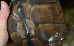 白化红眼石金钱龟价格多少？