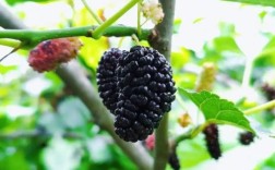 桑树品种选哪种，养蚕效果最佳？