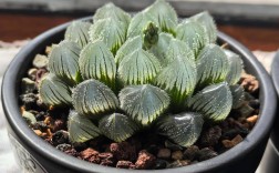 多肉玉露最大品种是哪个？