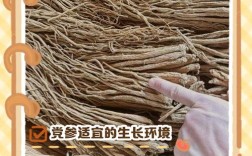 党参种植技术有哪些关键步骤？