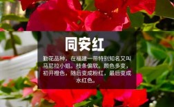 最值得买的三角梅品种是哪几种？