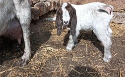 波尔山羊价格多少？养殖场报价有何差异？