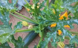 棱角瓜怎么种？关键技术有哪些？