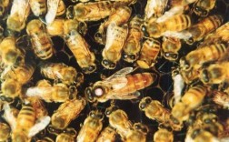 浙江中蜂品种有哪些？