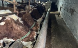 养牛技术视频大全农村