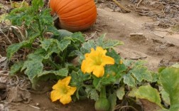 露地南瓜冬季怎么种？关键技术有哪些？