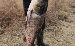 如何实现水库鳙鱼高产养殖？