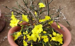 迎春花有多少品种哪个好