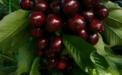 美早与俄8樱桃品种，哪个更优？