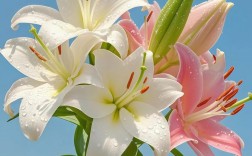 香水百合哪个品种最惊艳？