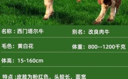 山东最适合养啥牛品种？