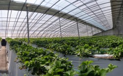 草莓大棚种植技术视频有哪些要点？