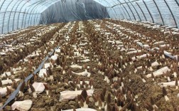 羊肚菌种植技术难点有哪些？