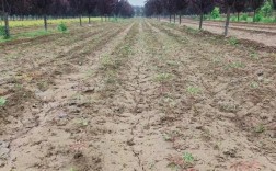 赤芍种植技术视频怎么种？