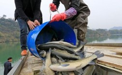 大棚中华鲶鱼养殖技术