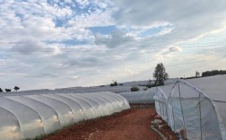 拱棚西瓜怎么种？技术要点有哪些？