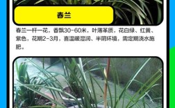 哪些兰花品种能在北方越冬？耐寒性强的北方兰花有哪些养护要点？