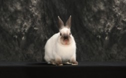 黑色长毛兔是什么品种