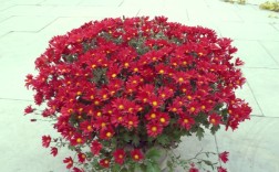 多头菊花怎么栽培？视频教你技巧！