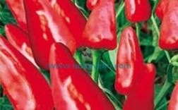 子弹头辣椒有哪些主要品种？