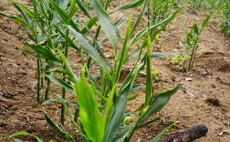 早熟地膜生姜如何实现早熟高产？