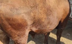 漳州适合养什么牛品种？