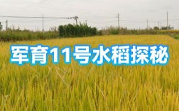 天11号水稻品种有何特性？